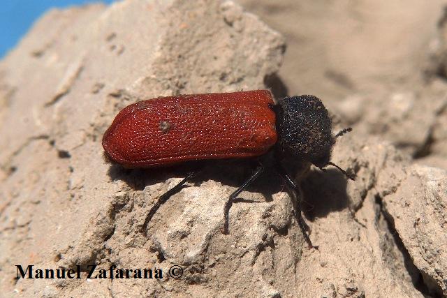 Bostrichus capucinus!